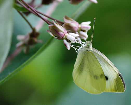 Butterfly_8x10_MG_0048