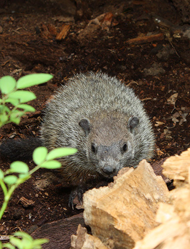 Young groundhog