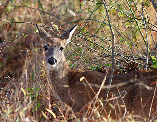 Young Deer_MG_0017