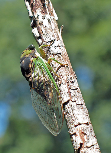 Cicada