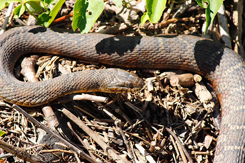 NorthernWaterSnake