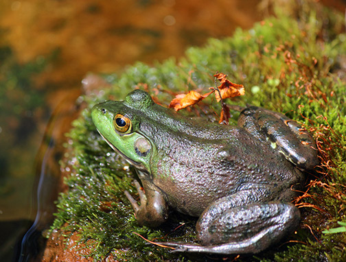 Frog_MG_0013