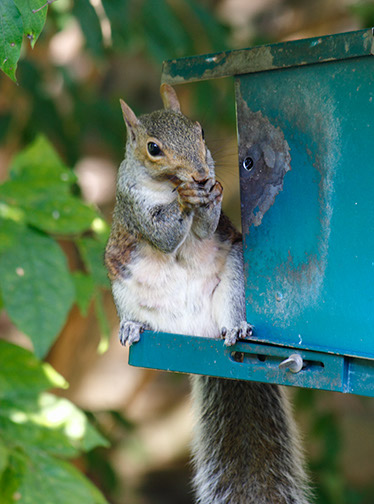 Cheating squirrel_MG_0021