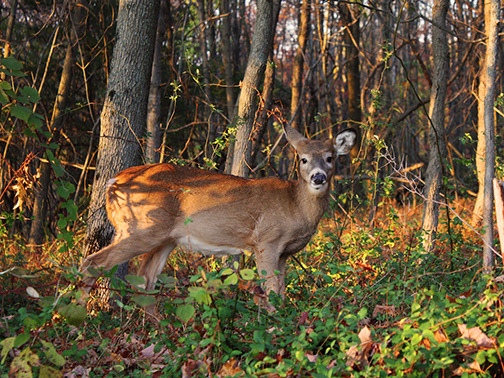 Deer-Up-Close