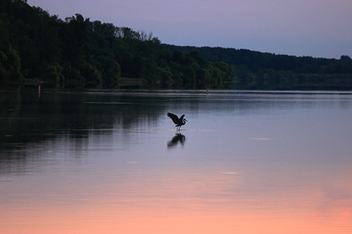 Heron-wings_spread_MG_0107