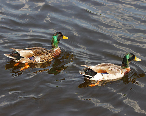 Ducks-8x10-iMG_0061