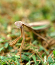 Mantis2