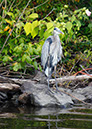 Chillin_Heron