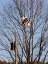 Hawk in flight_MG_0023-8x10