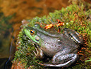 Frog_MG_0013