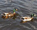 Ducks-8x10-iMG_0061