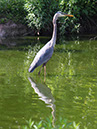 Heron