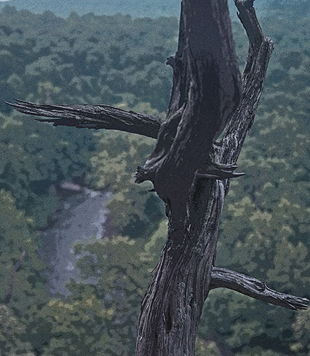 Tree_at_High_Rocks