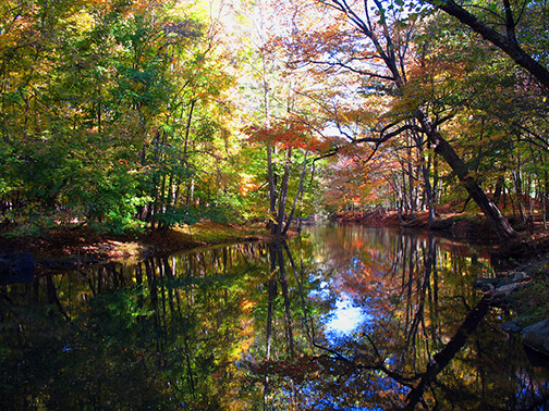 Wooded-Creek-Scene