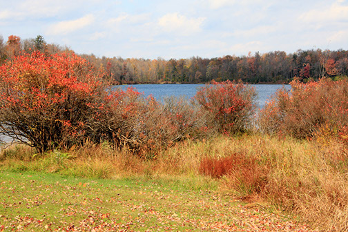 Ricketts Glen-Lake scene