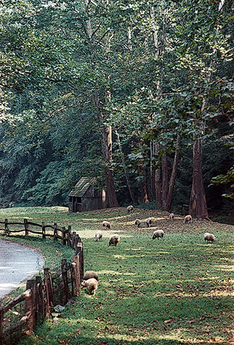 Sheep_in_Bucks_County