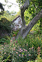 Ruins and Tree-Burpee