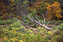 Fall Tree-Canyon floor