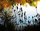 PeaceValleyNatureCenter-Fall