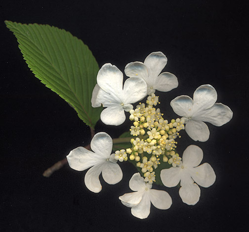 Compound evergreen flower