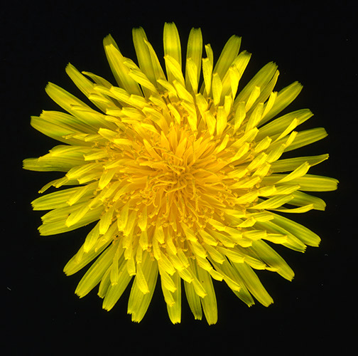 Dandelion