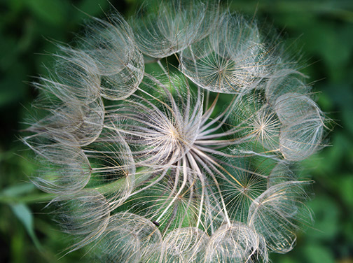 Goat's Beard