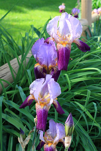 Iris-Westwyk