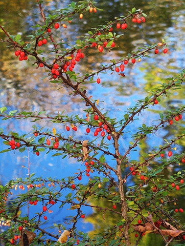 BerriesAndCreek