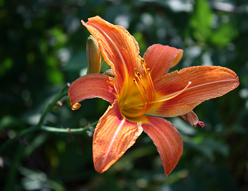 Orange Lilly