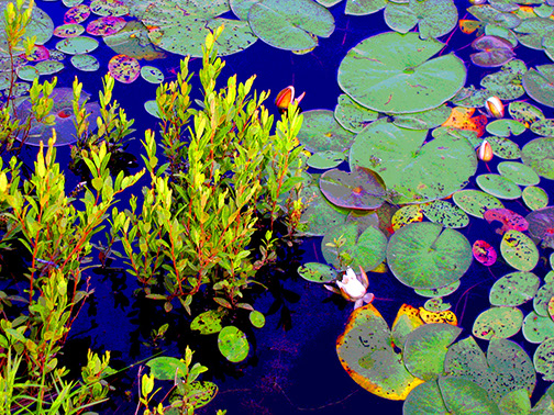 WaterLillies