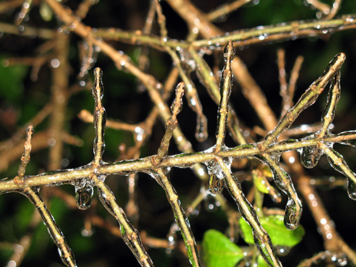 Ice_encased_branch