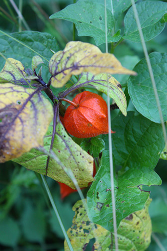 LanternPlant