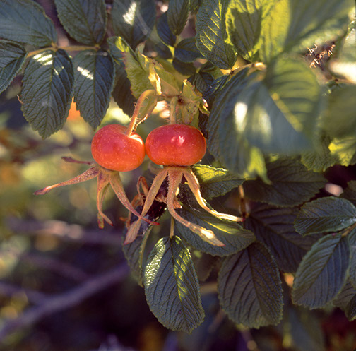 Crab-apples