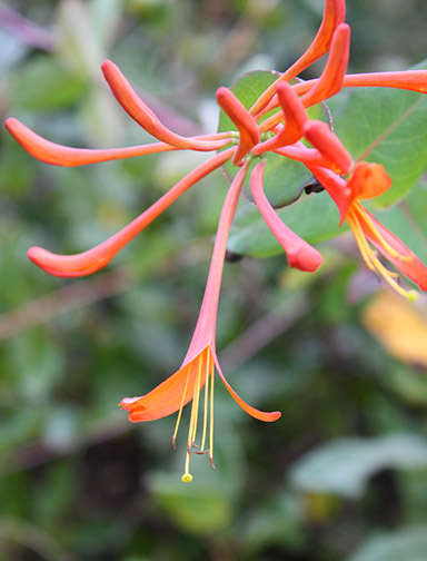 Orange_flower