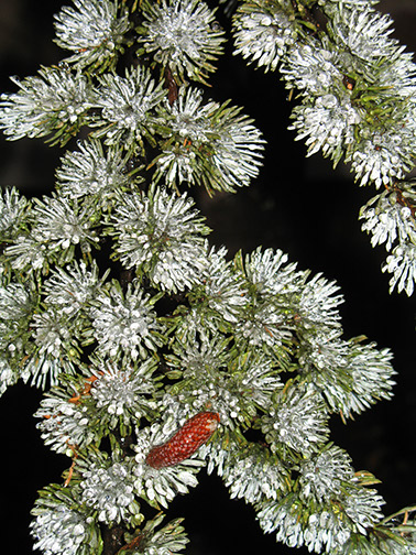 Ice_encased_evergreen