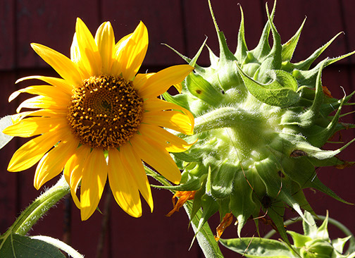 Sunflowers