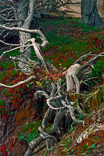 Stumps-and-Vines