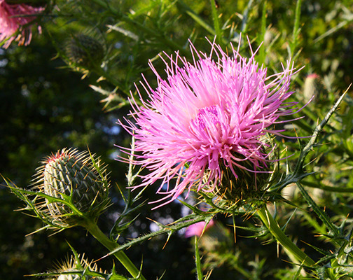 Thistle