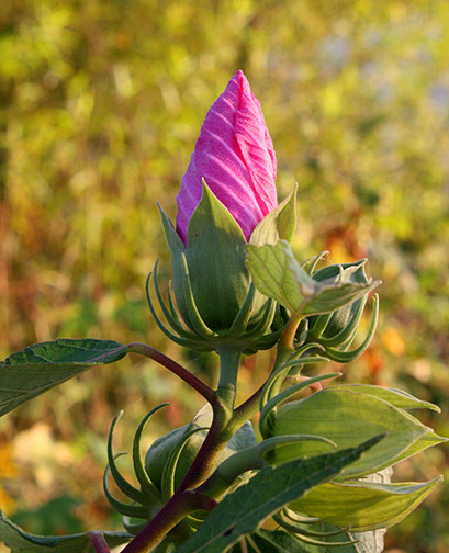 Flower bud