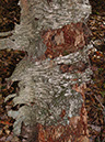 Tree Bark