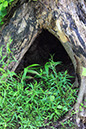 Hollowed tree_MG_0047