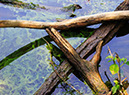 Sticks_MG_0052