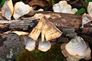 Fungus on tree