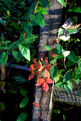 Fall fence at Peace Valley