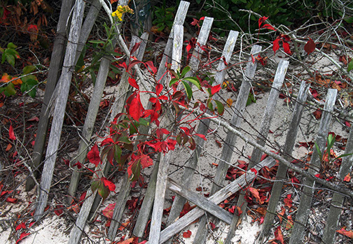 Fence_at_Island_Beach