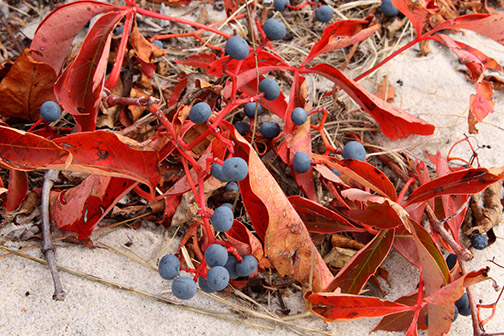 Blueberries