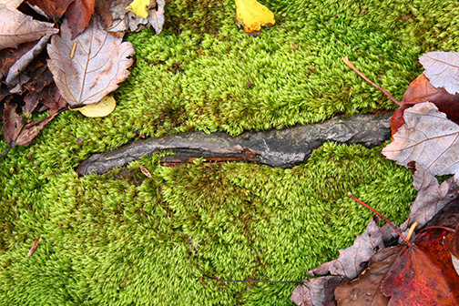 Moss-leaves-stone