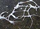 Ice crystals on grass